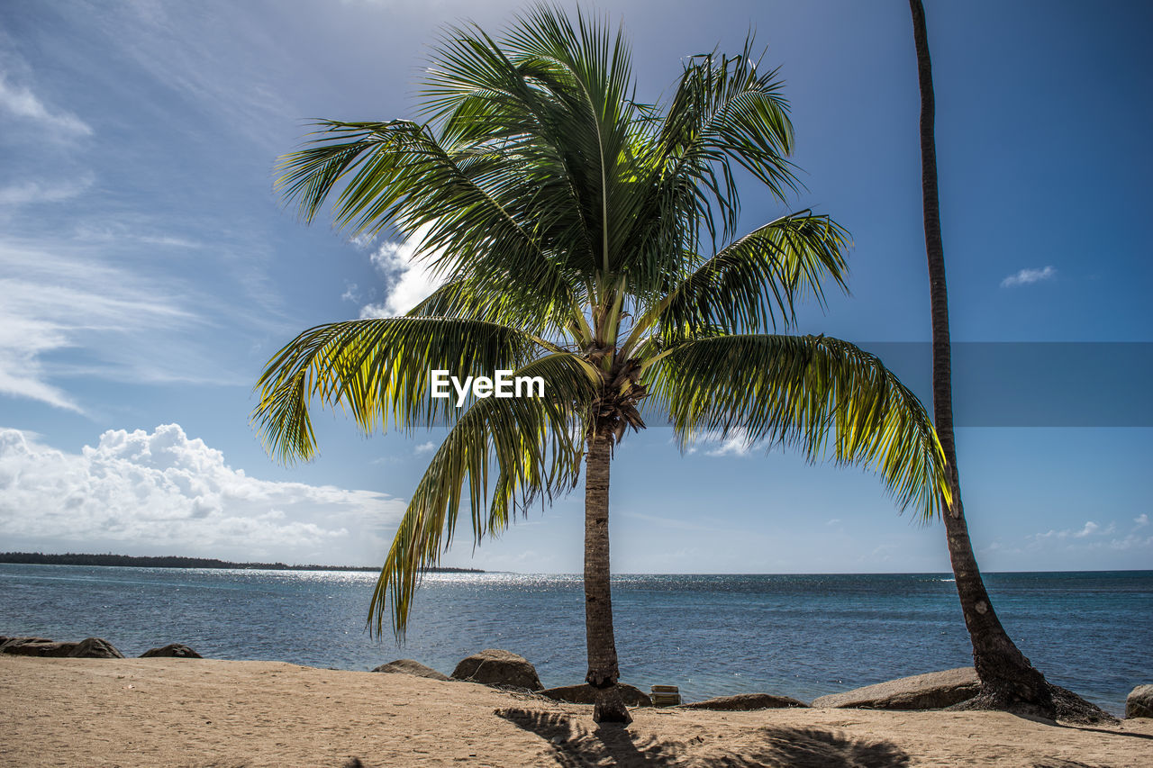 Palm trees growing at beach against sky