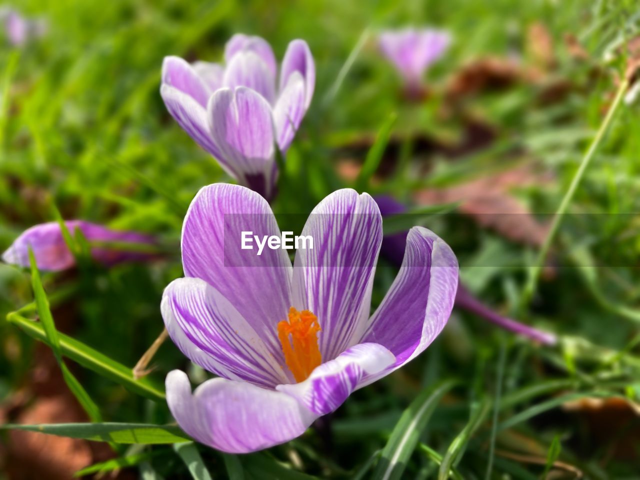 flower, flowering plant, plant, freshness, beauty in nature, crocus, purple, close-up, nature, growth, petal, fragility, flower head, inflorescence, no people, iris, springtime, focus on foreground, blossom, macro photography, outdoors, wildflower, green, grass, botany, pink, pollen, land, field, day, selective focus, environment, summer, food