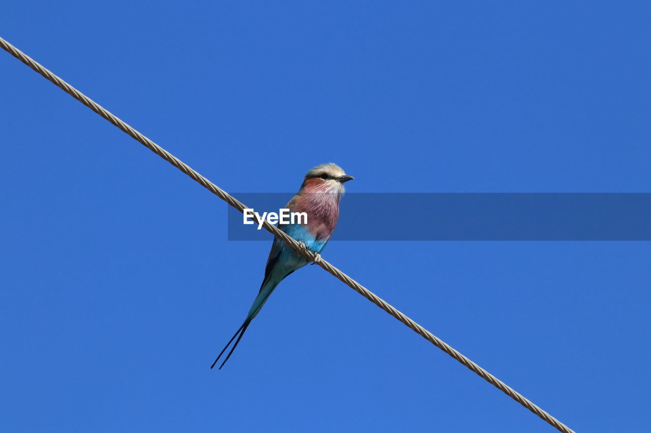 Lilac-breasted roller