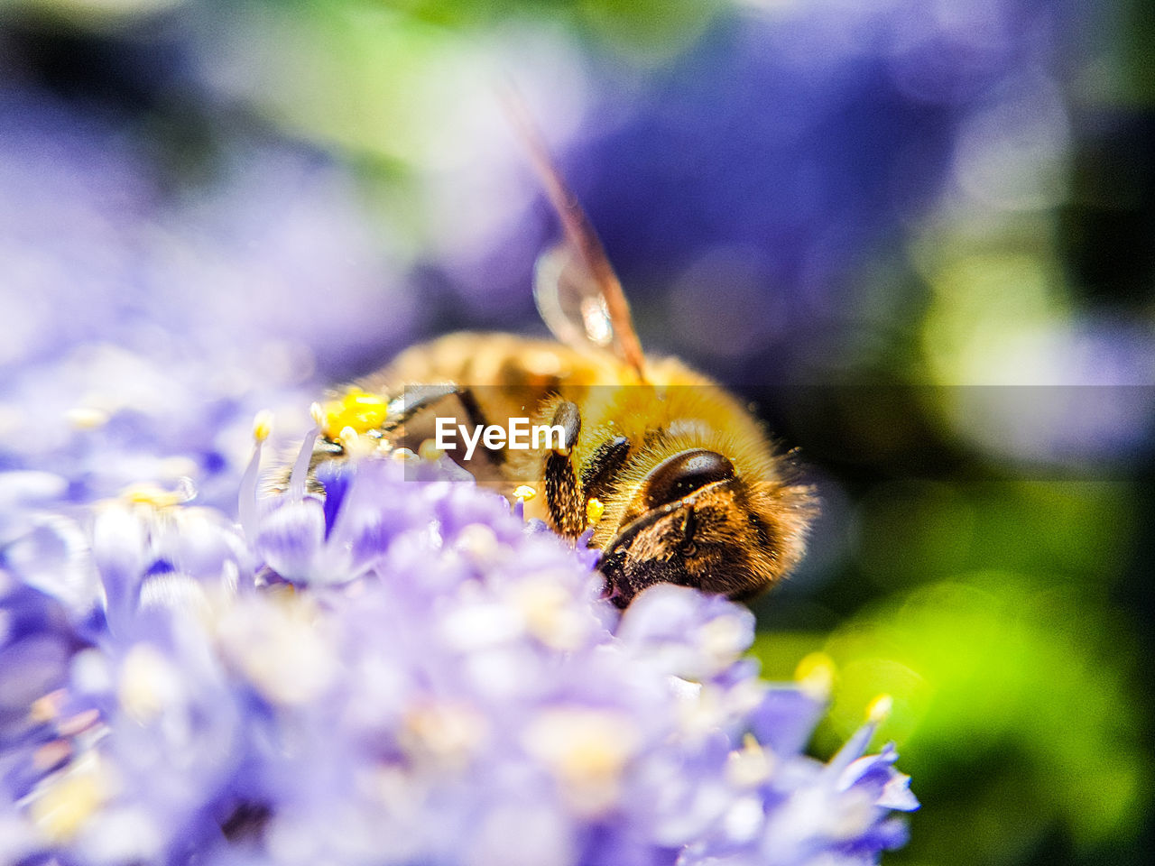 BEE ON PURPLE FLOWER