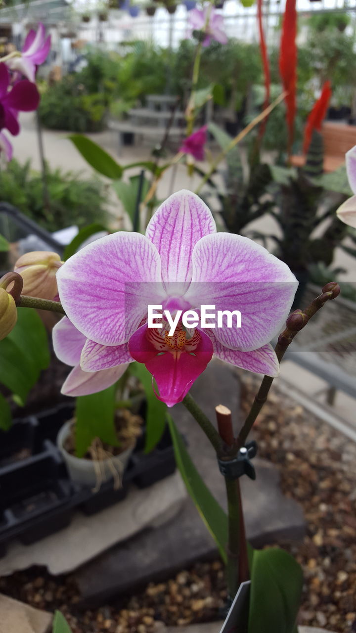 CLOSE-UP OF PINK ORCHIDS