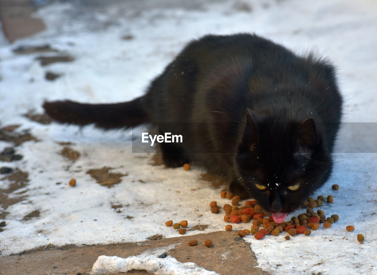 CLOSE-UP OF A BLACK CAT