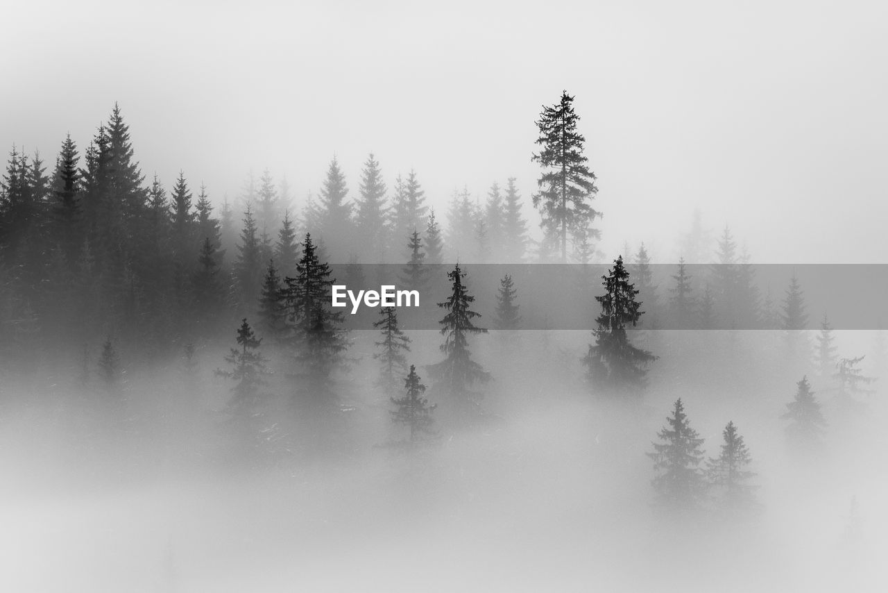 Trees on against sky during foggy weather