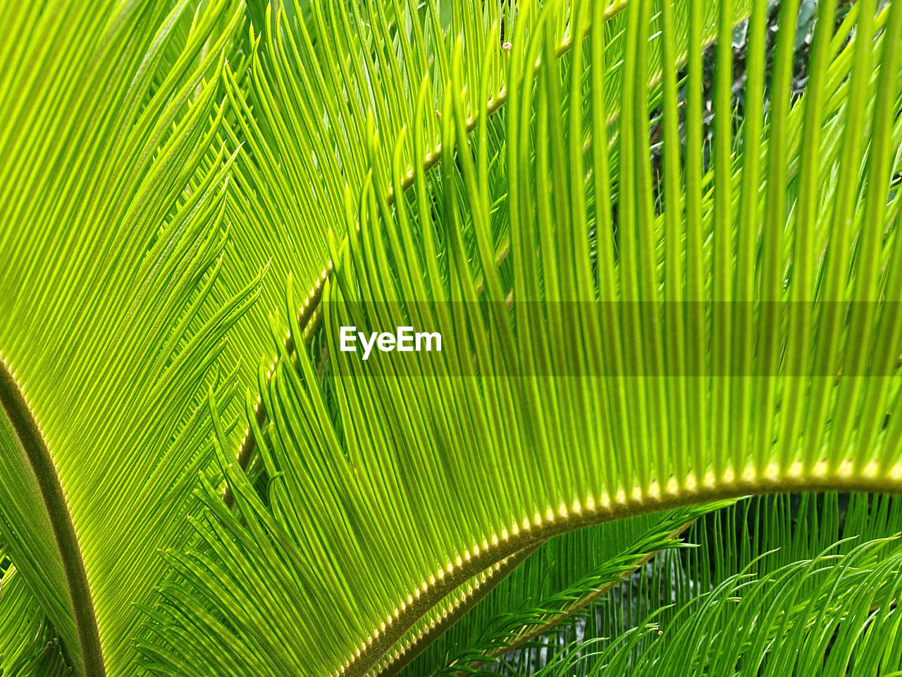 green, leaf, plant part, plant, growth, palm leaf, beauty in nature, palm tree, nature, backgrounds, no people, full frame, close-up, tropical climate, tree, pattern, flower, frond, day, freshness, outdoors, plant stem, lush foliage, foliage, botany, grass, leaves, sunlight