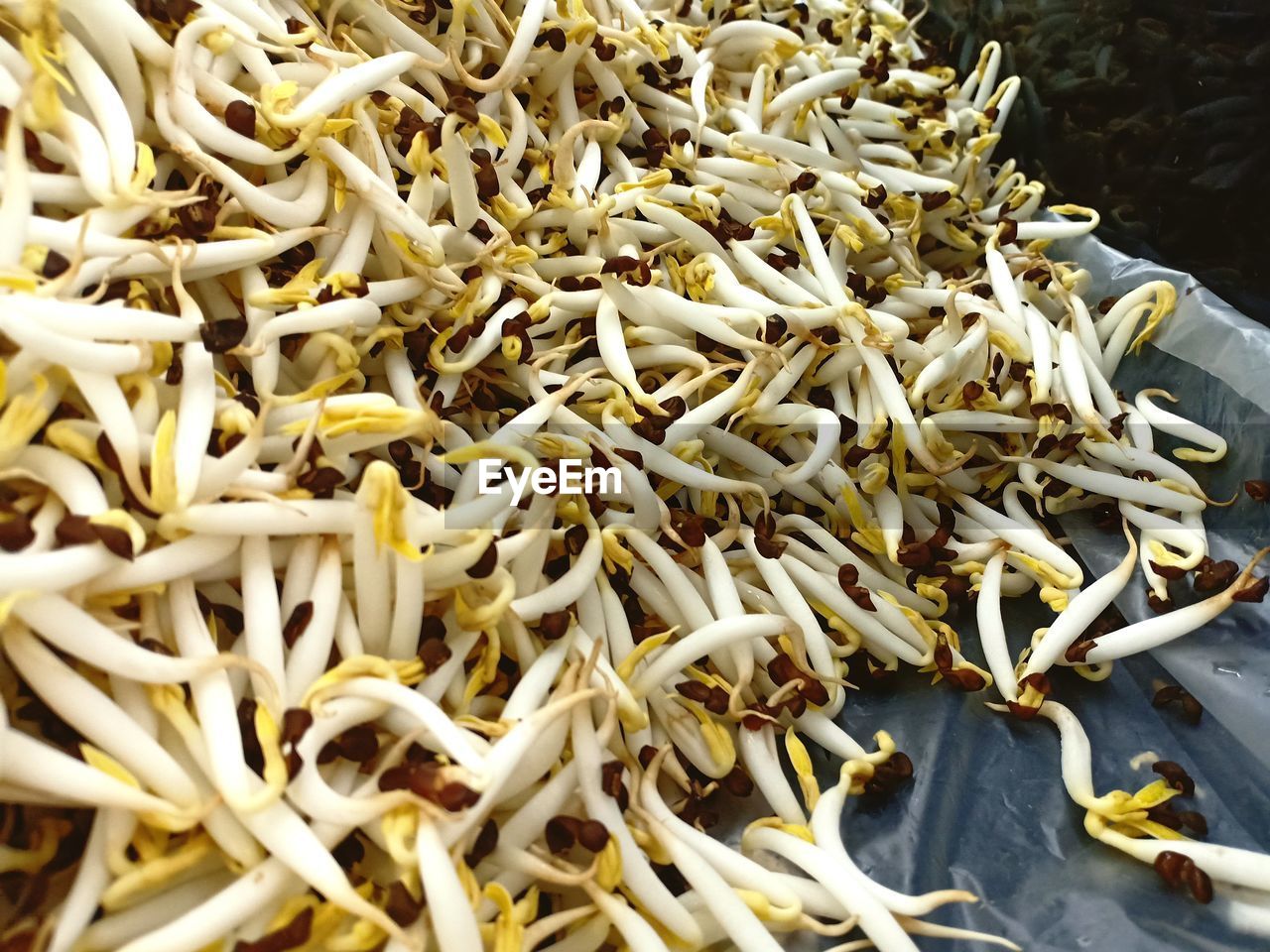 HIGH ANGLE VIEW OF FRESH VEGETABLES