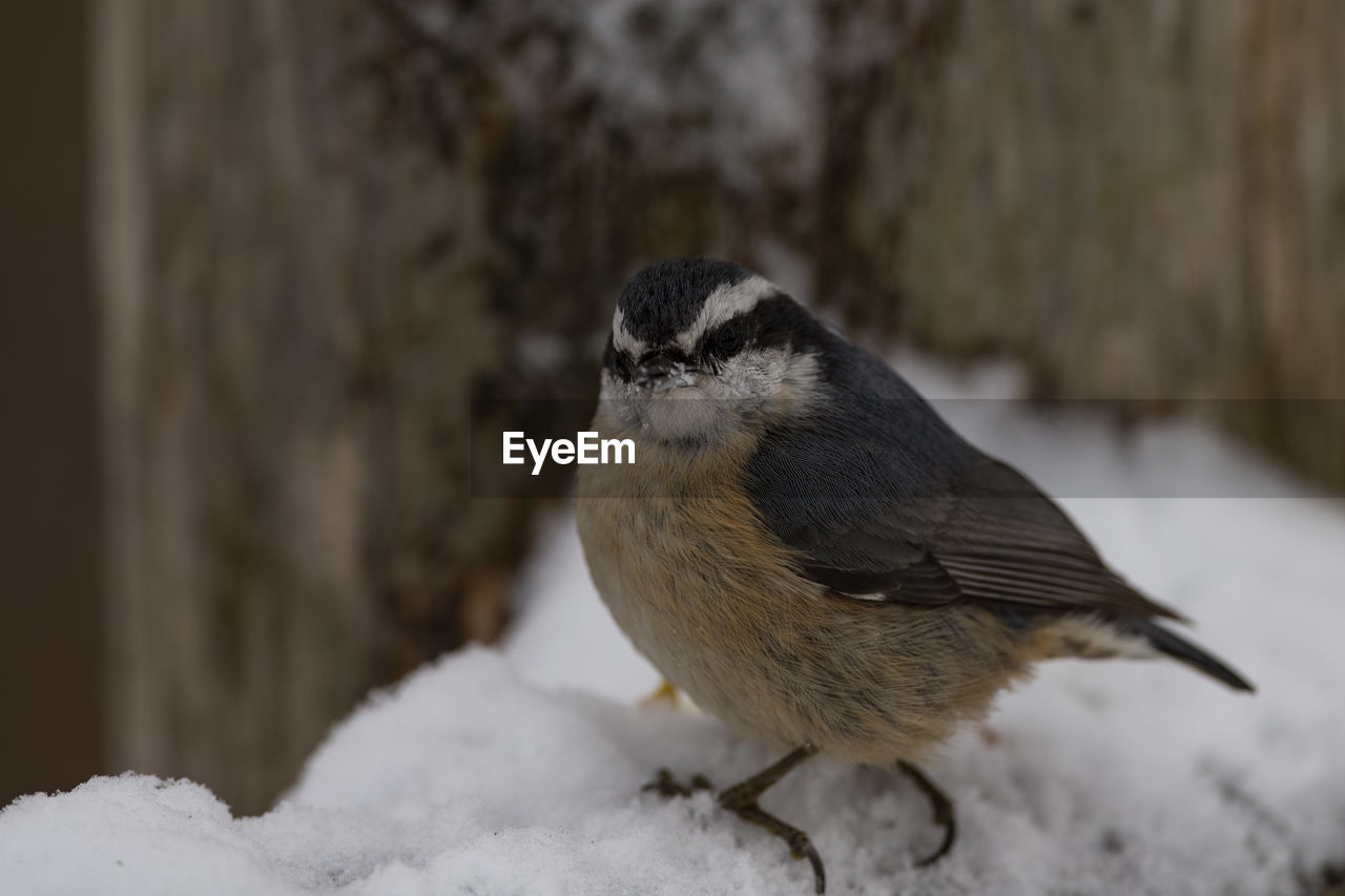 animal themes, animal, animal wildlife, bird, winter, wildlife, one animal, snow, cold temperature, beak, nature, close-up, no people, sparrow, full length, outdoors, house sparrow, focus on foreground, day