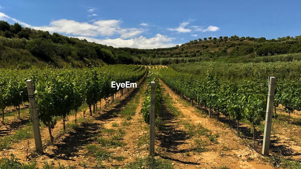 Vineyard against sky