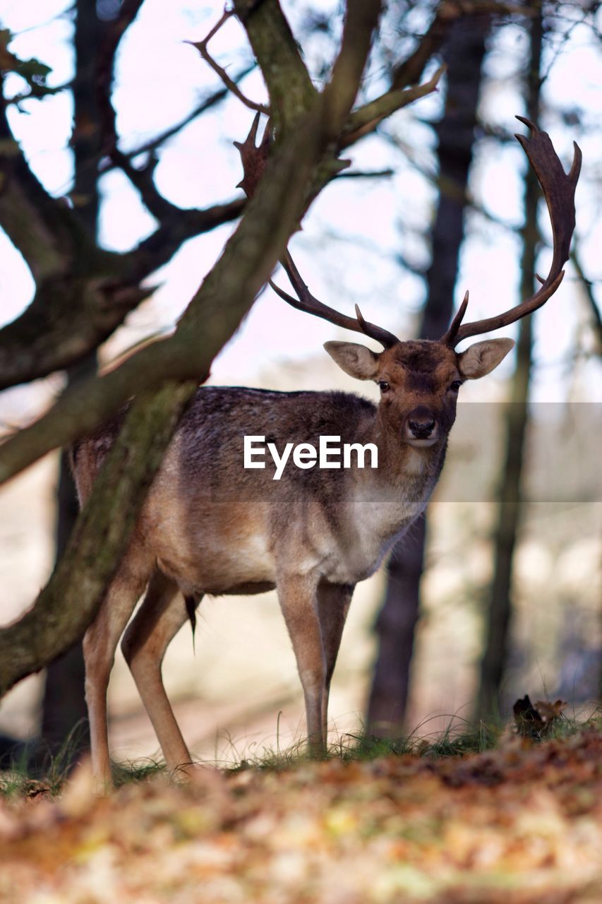 Portrait of deer standing against trees at forest