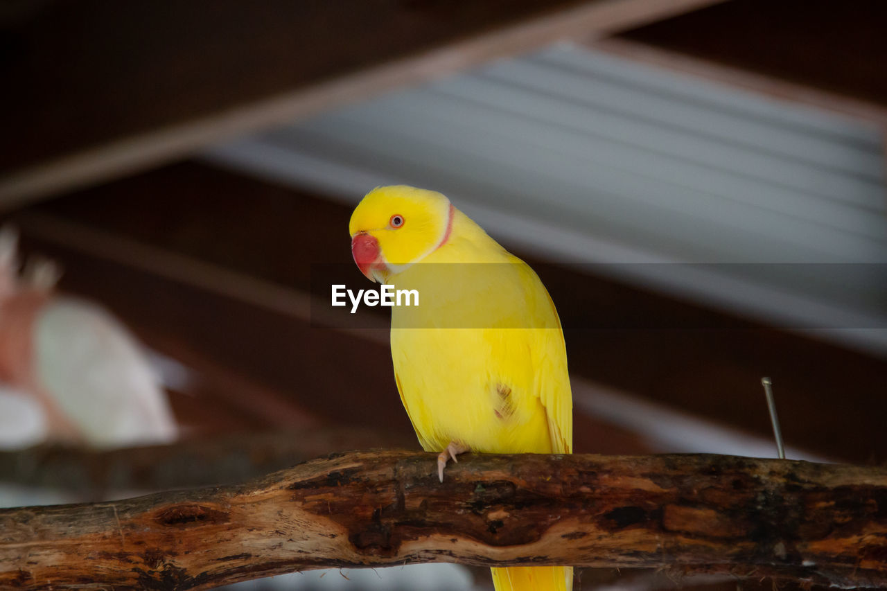 yellow, pet, animal themes, animal, bird, parrot, perching, animal wildlife, one animal, beak, parakeet, wing, no people, wildlife, focus on foreground, nature, wood, outdoors, close-up