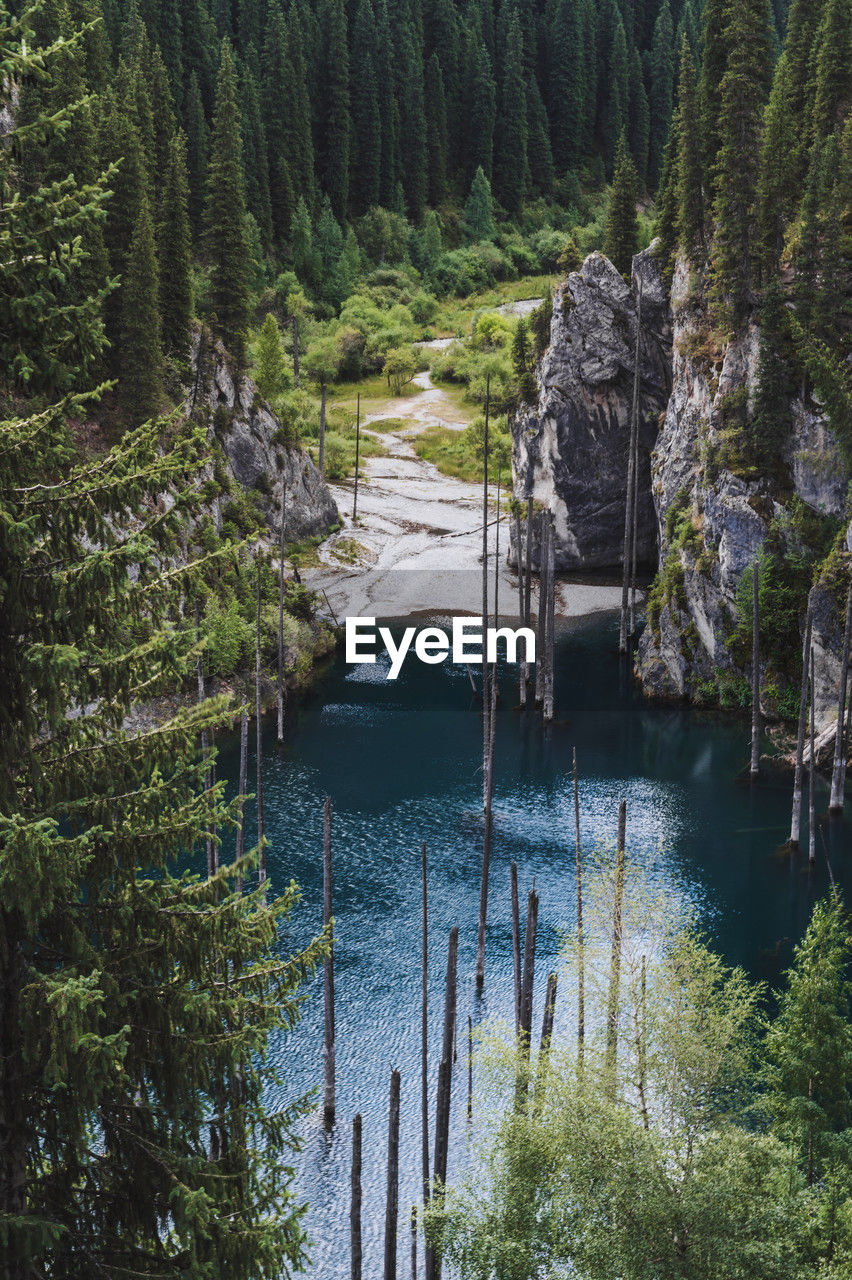 scenic view of lake amidst trees in forest