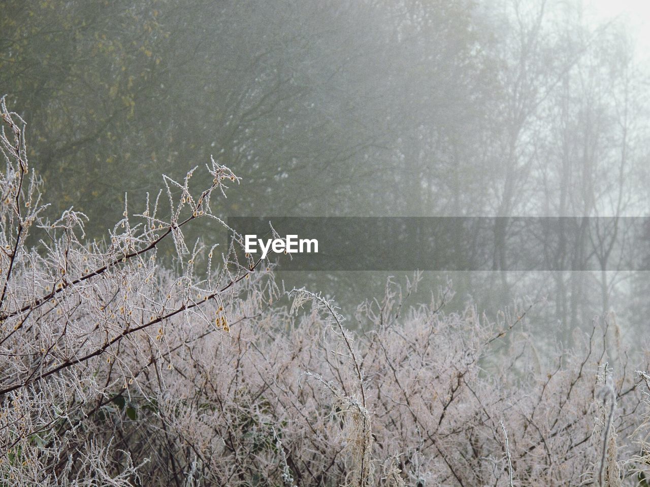 VIEW OF BARE TREES IN WINTER