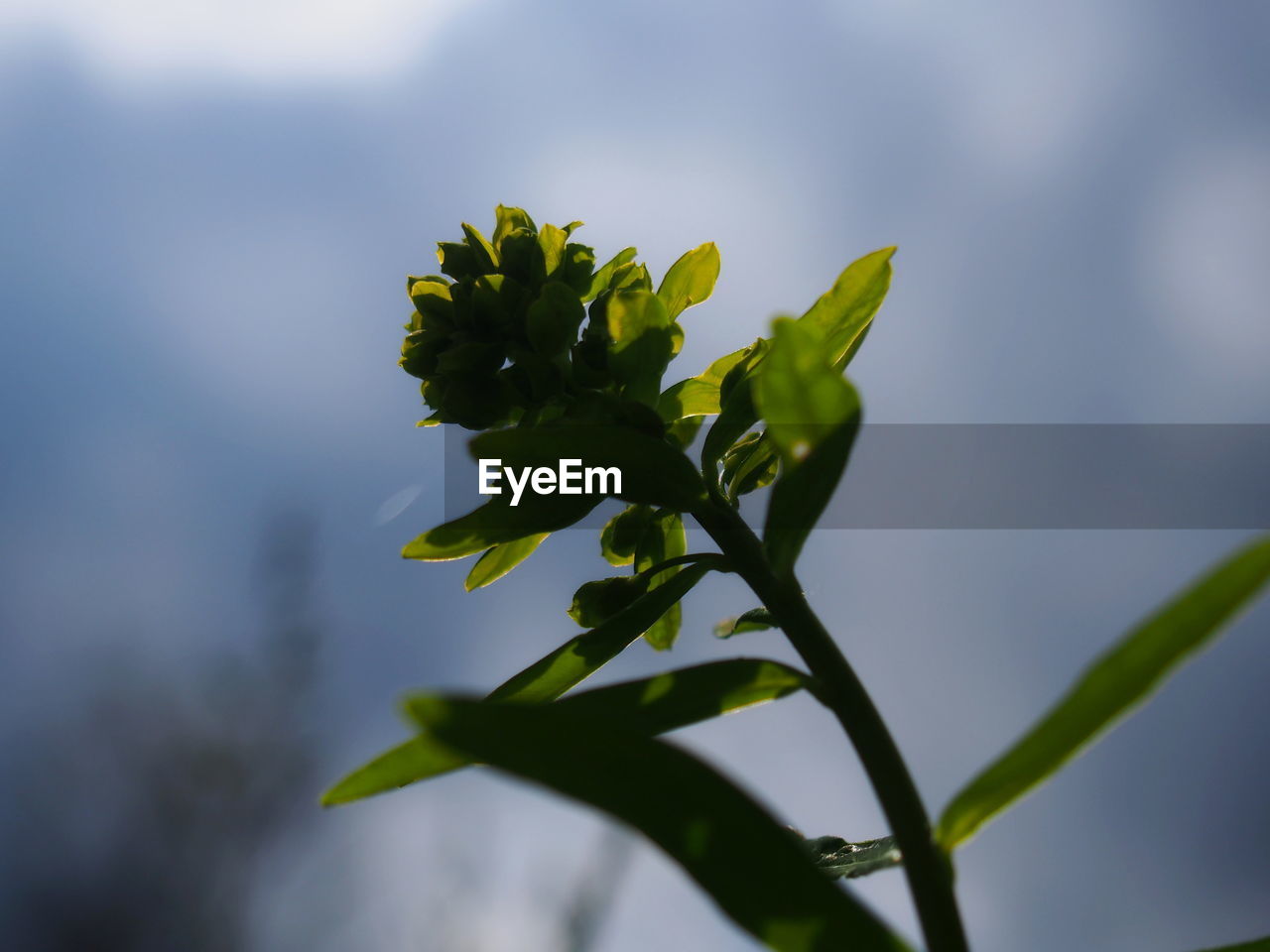 Close-up of flowering plant