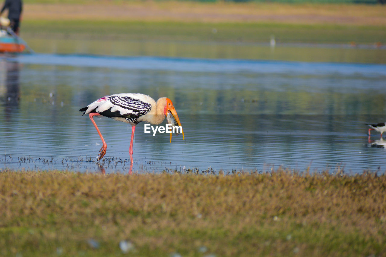 VIEW OF BIRDS ON WATER