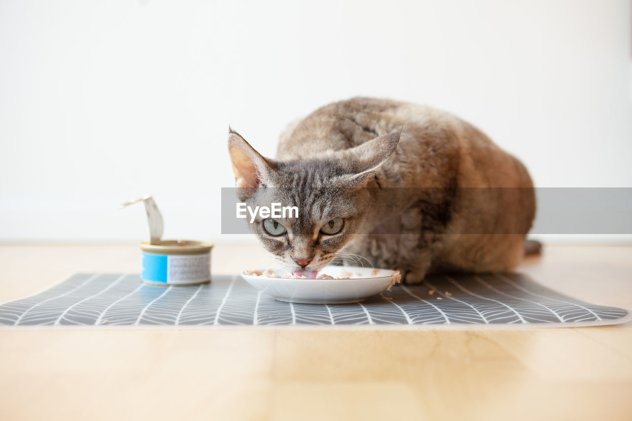 close-up of cat sitting on floor at home