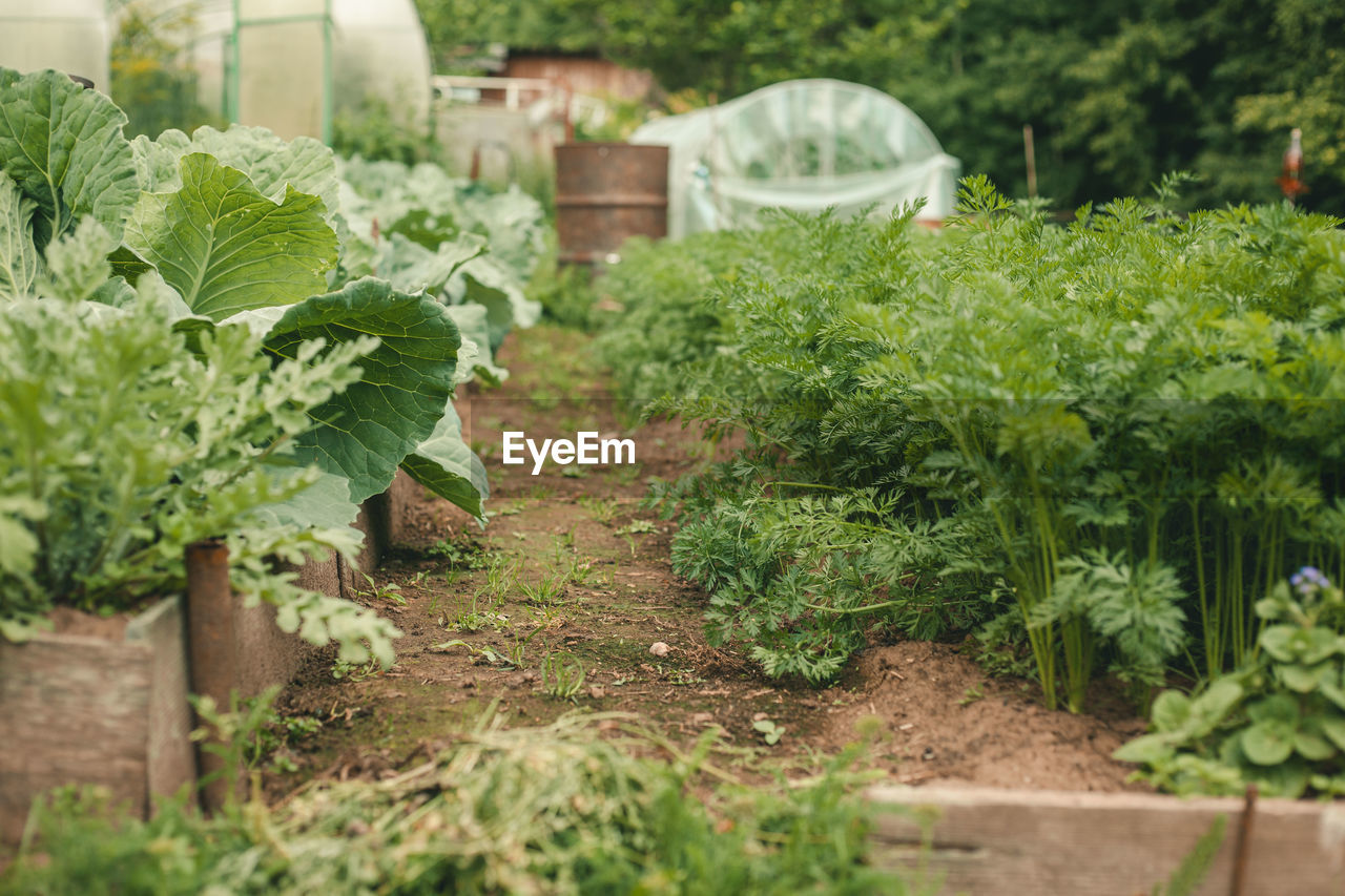 PLANTS GROWING IN GARDEN AGAINST TREES