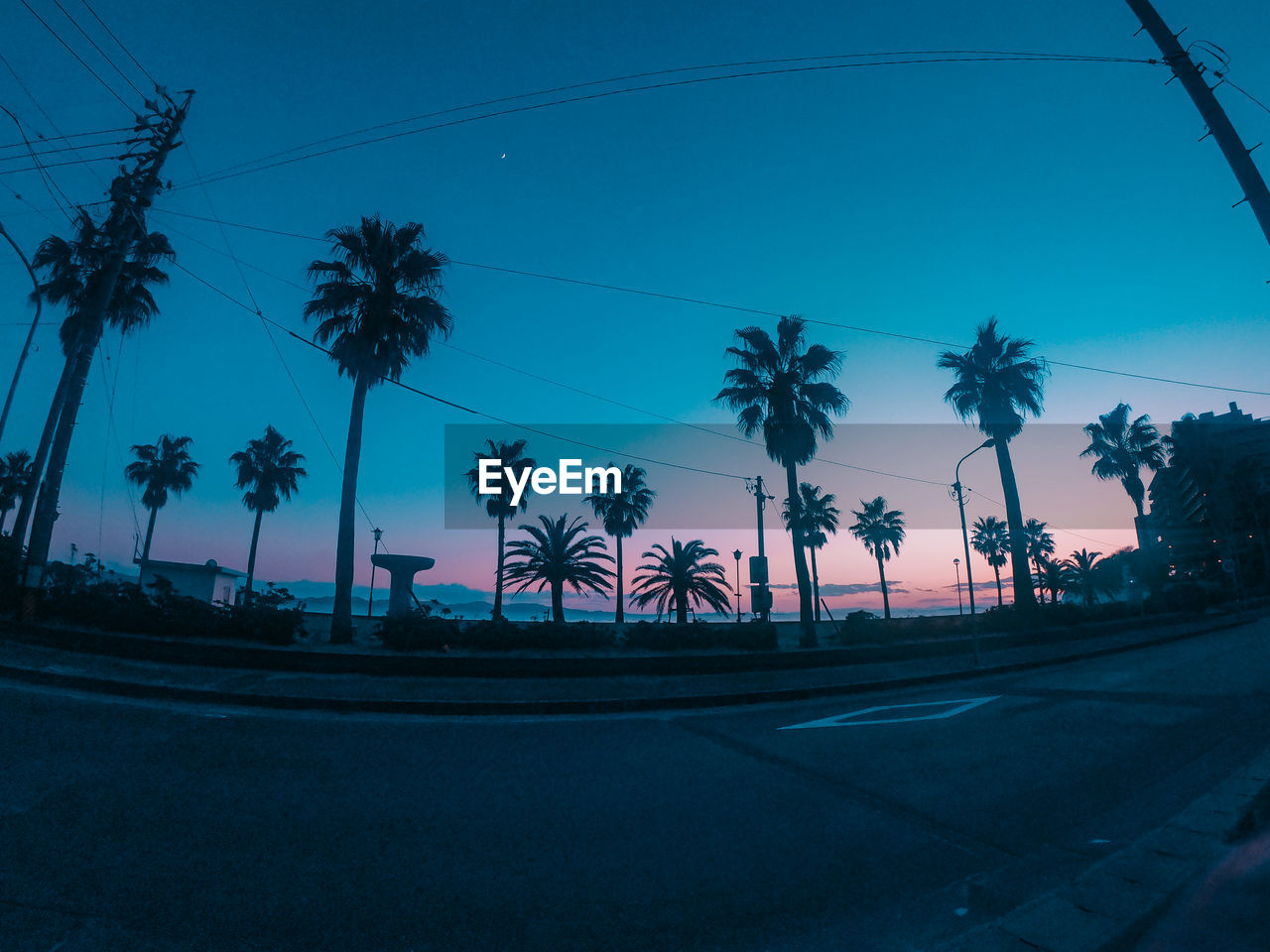 Palm trees on street against sky during dusk