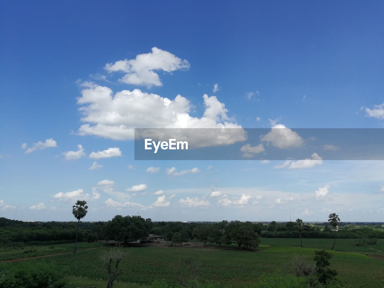 SCENIC VIEW OF TREES ON FIELD AGAINST SKY