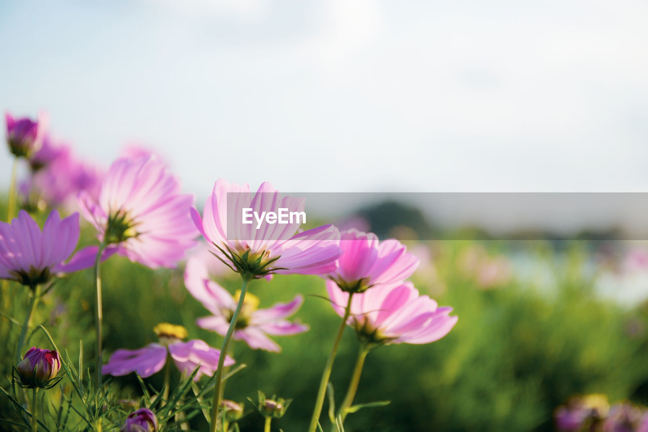 Close-up of pink flowering plants on field