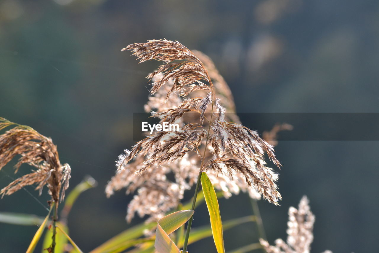 Close-up of wilted plant