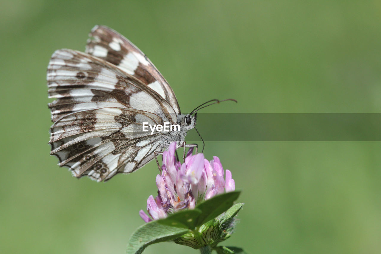 BUTTERFLY ON PURPLE FLOWER