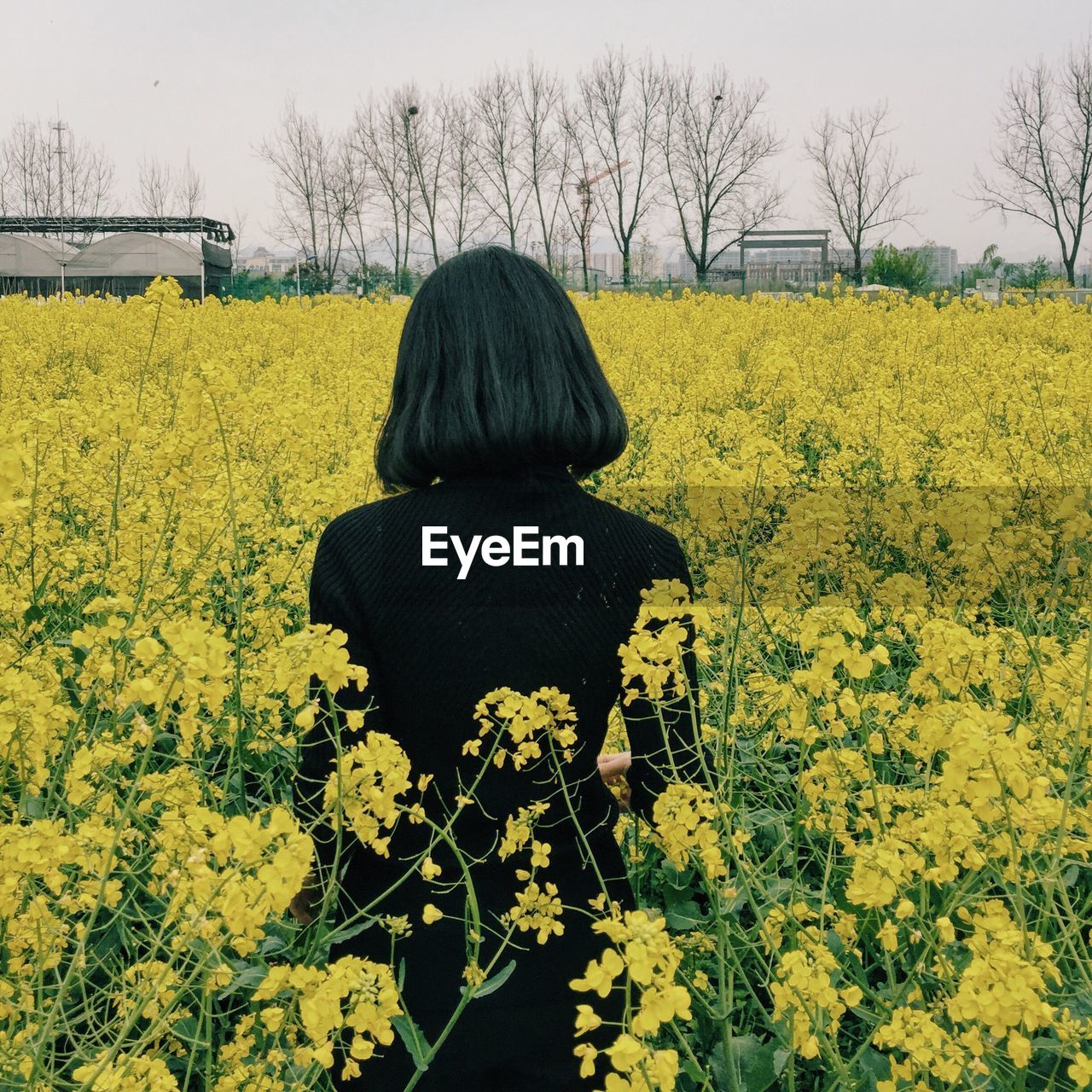 Rear view of woman standing on rape field against sky