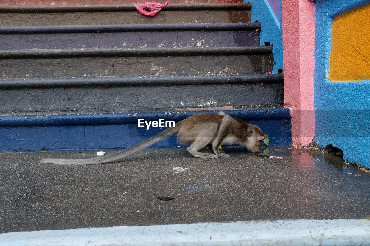 VIEW OF A DOG RELAXING ON FLOOR