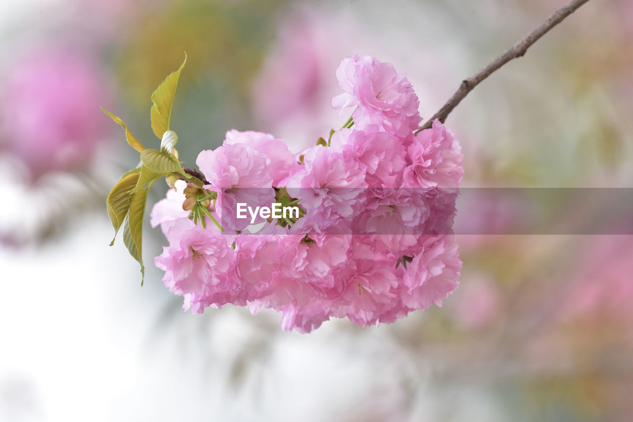 CLOSE-UP OF PINK CHERRY BLOSSOM FLOWERS