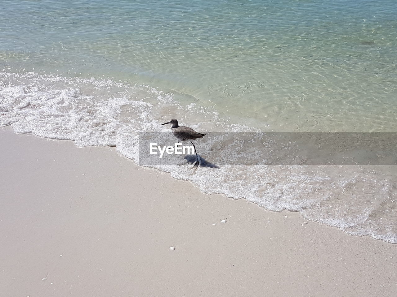 High angle view of bird on beach