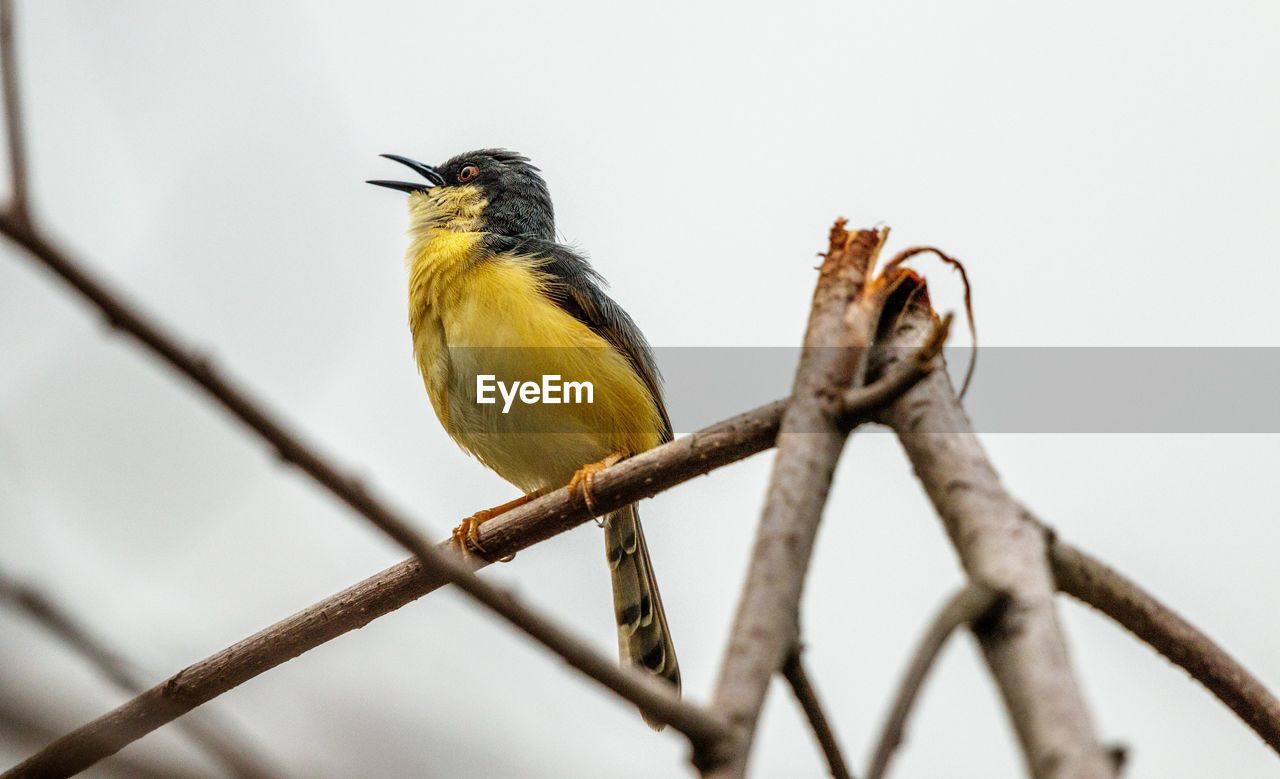 Low angle view of bird perching on branch against sky