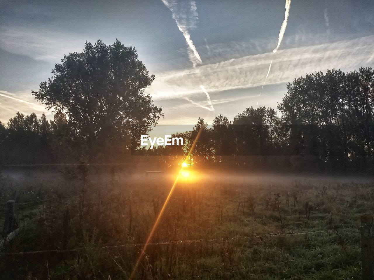 SUNLIGHT STREAMING THROUGH TREES ON FIELD AGAINST BRIGHT SUN