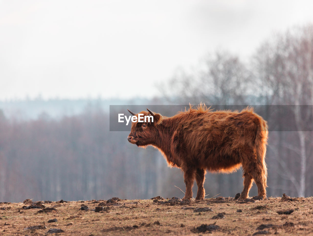 Graceful wanderer. majestic brown wild cow grazing in the early spring field