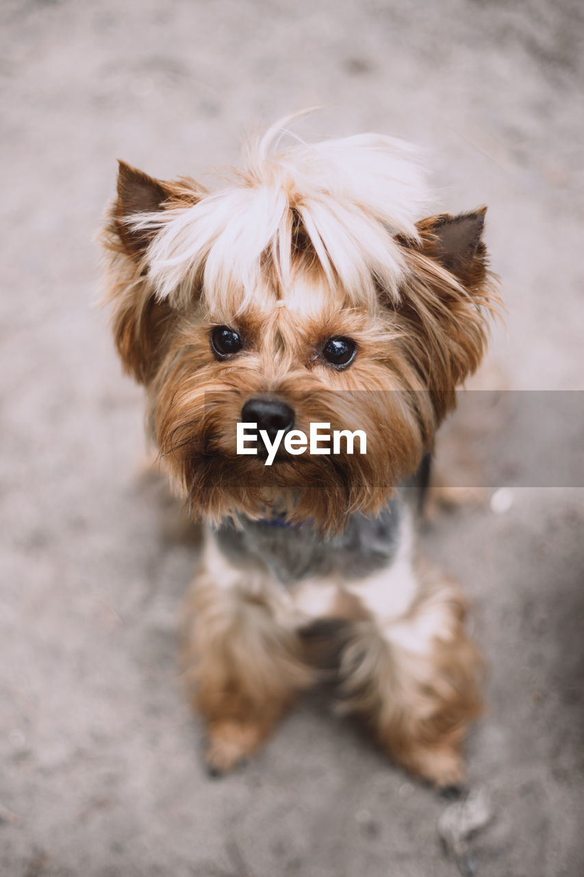 HIGH ANGLE PORTRAIT OF DOG ON FLOOR