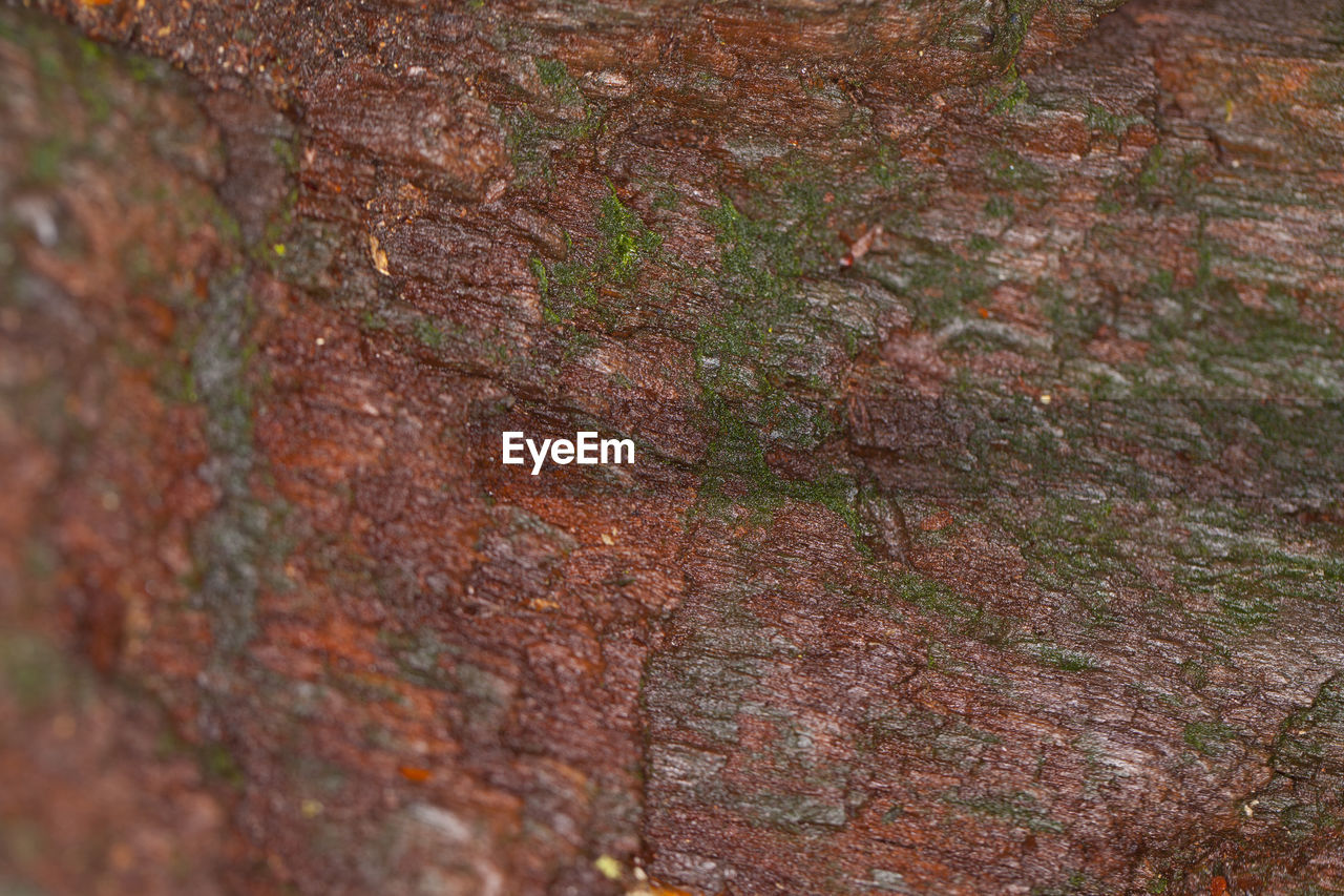 CLOSE-UP OF TREE TRUNK WITH MOSS