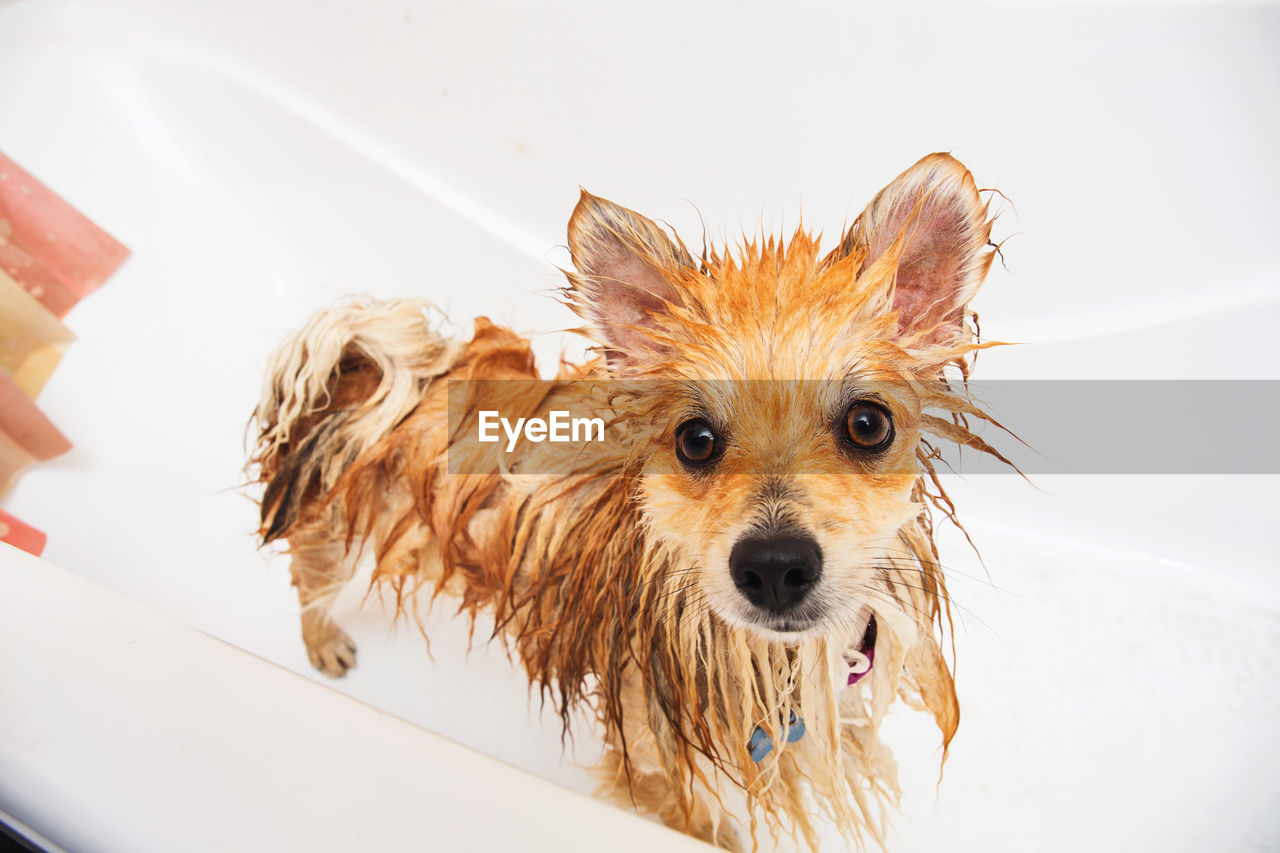 PORTRAIT OF WET DOG IN BATHROOM