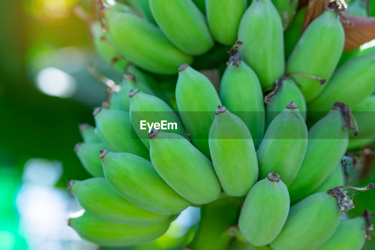 Close-up of green fruits on plant