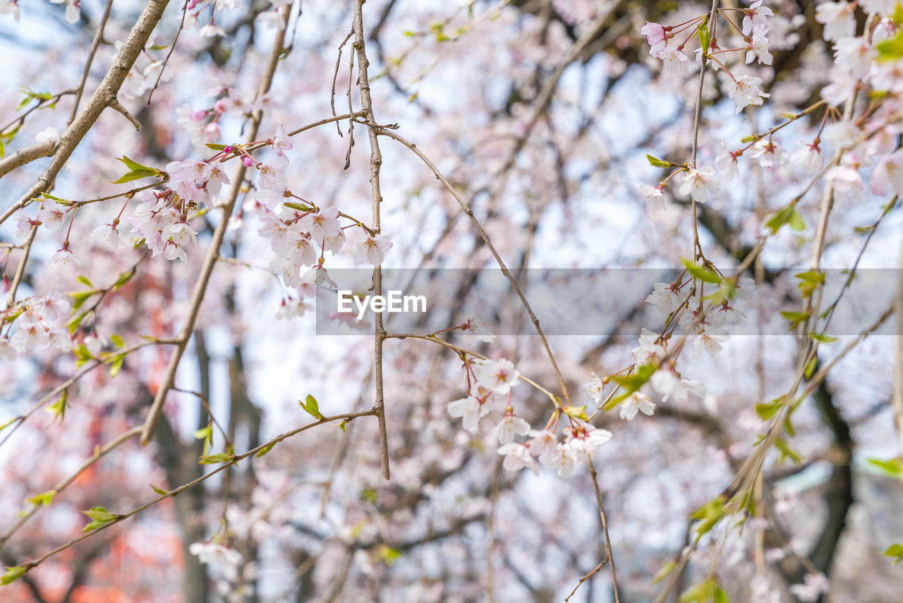 LOW ANGLE VIEW OF APPLE BLOSSOM