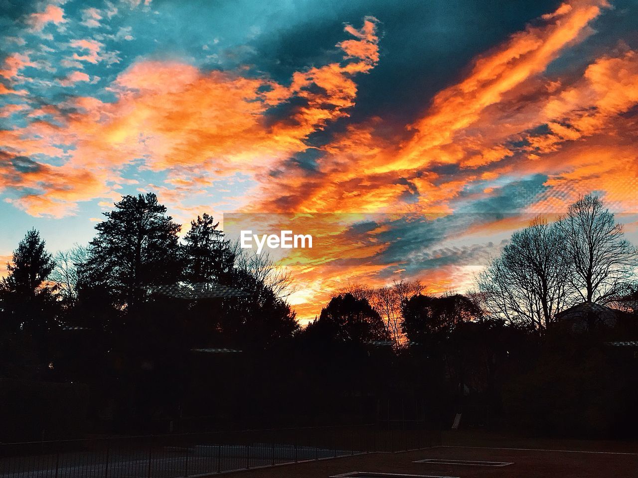 SILHOUETTE TREES AGAINST ORANGE SKY