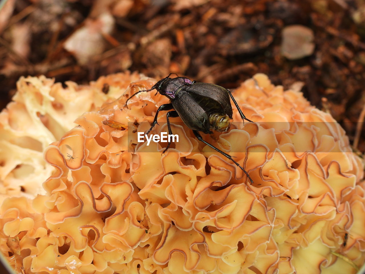 CLOSE-UP OF HOUSEFLY ON FLOWER