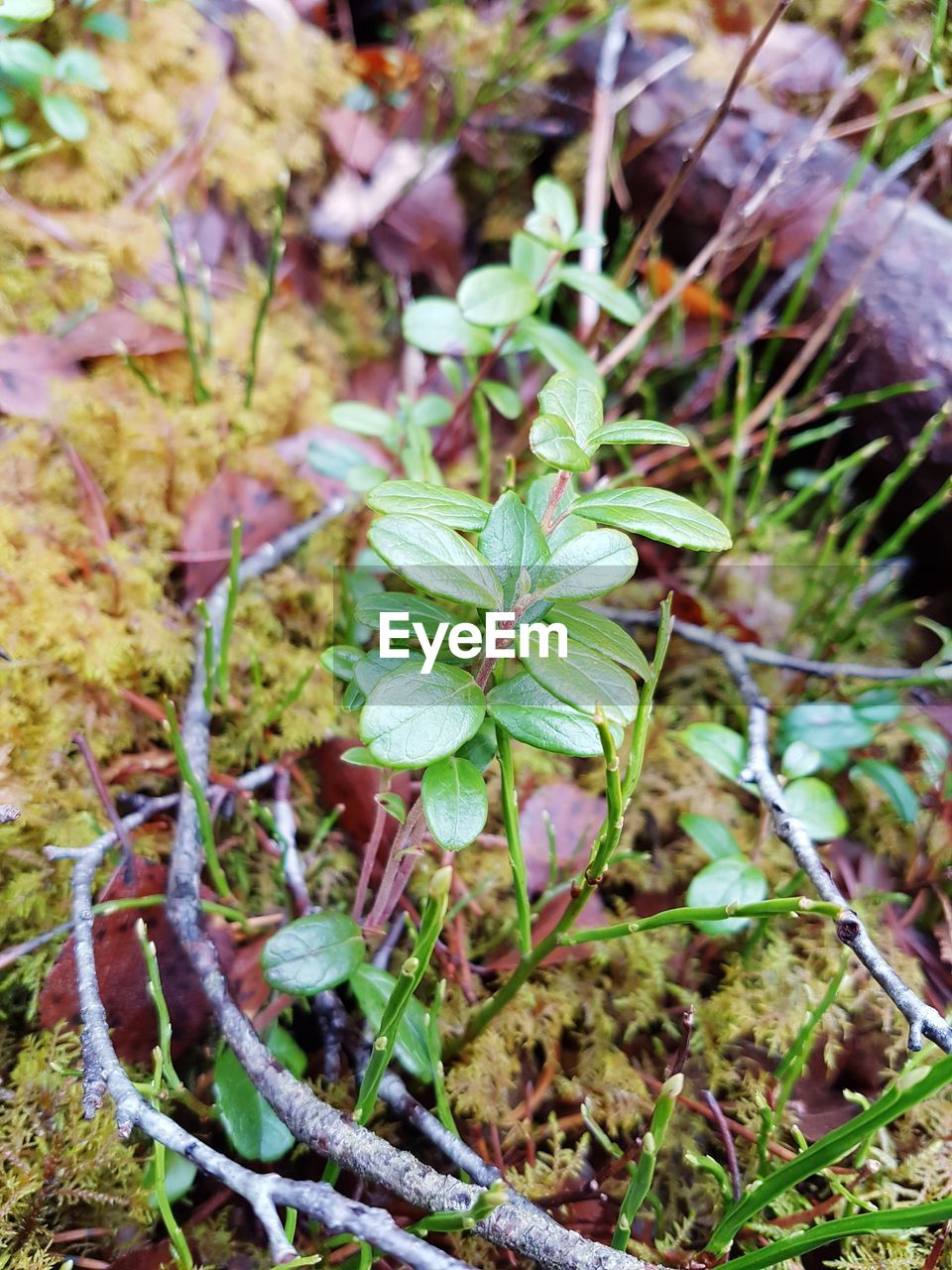 Close-up of plants