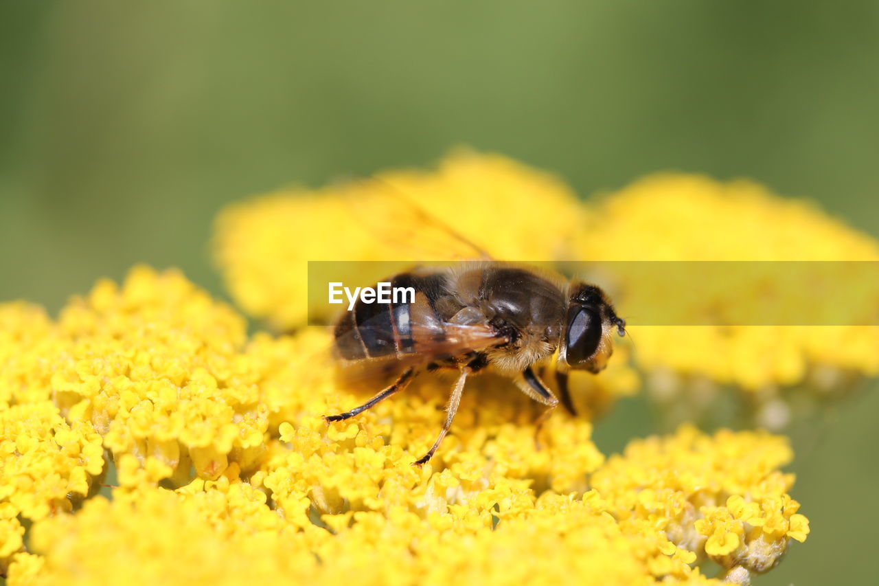 Close-up of bee pollinating on yellow flower outdoors