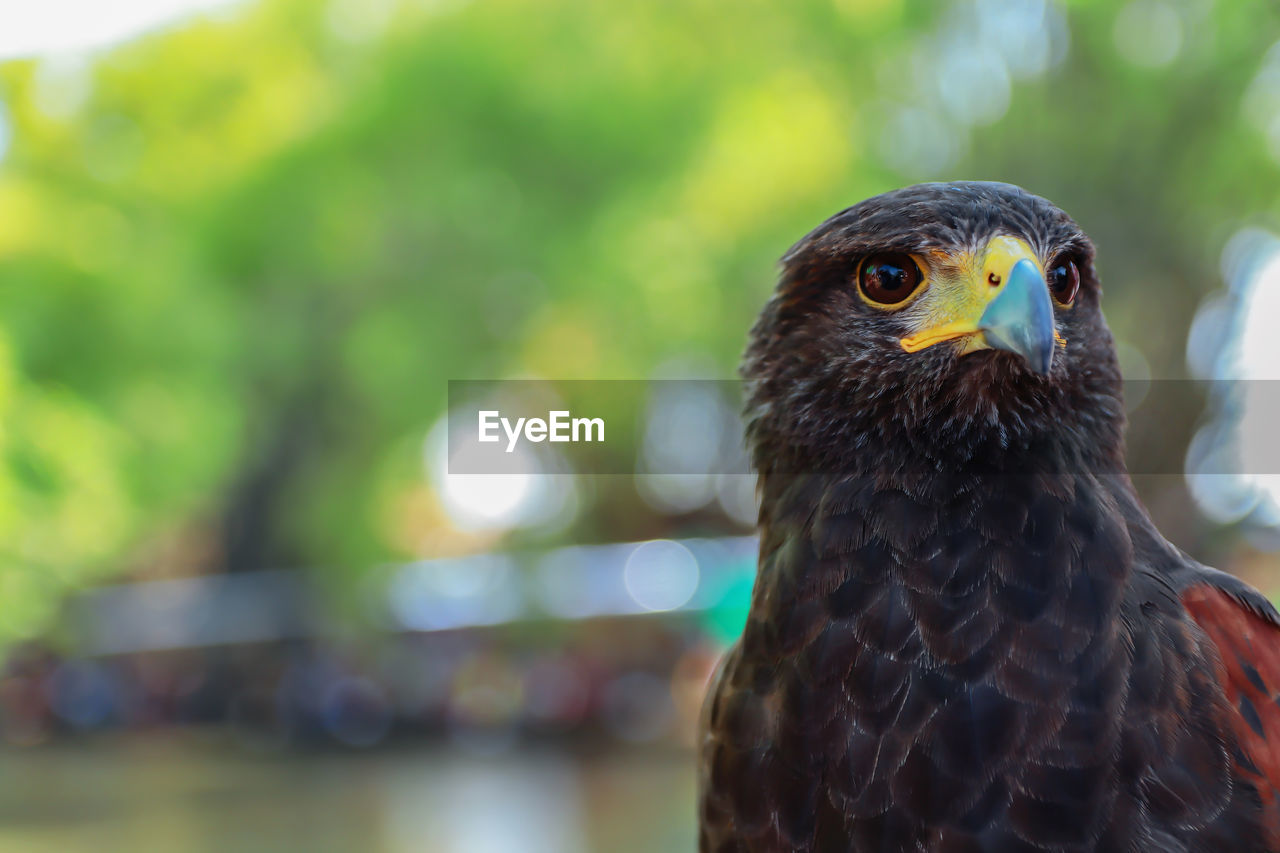 Close-up of a bird looking away