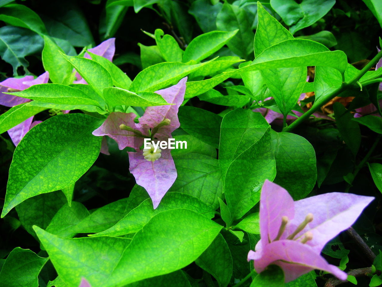 CLOSE-UP OF PURPLE FLOWERS BLOOMING IN PLANT