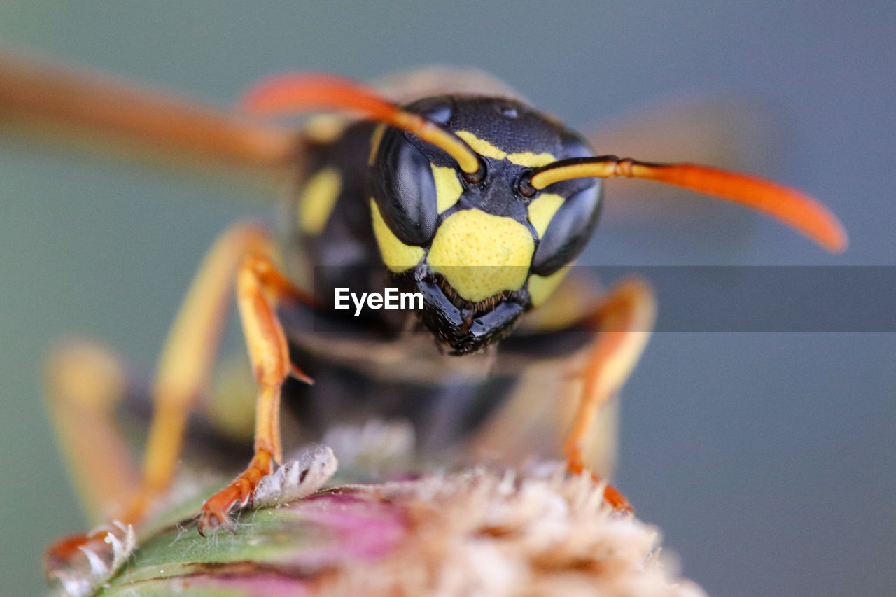 Close-up of wasp pollinating