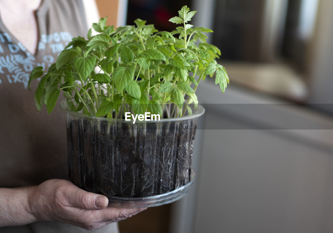 A woman holds in her hands a container from a cake in which a seedling of tomato is planted. 