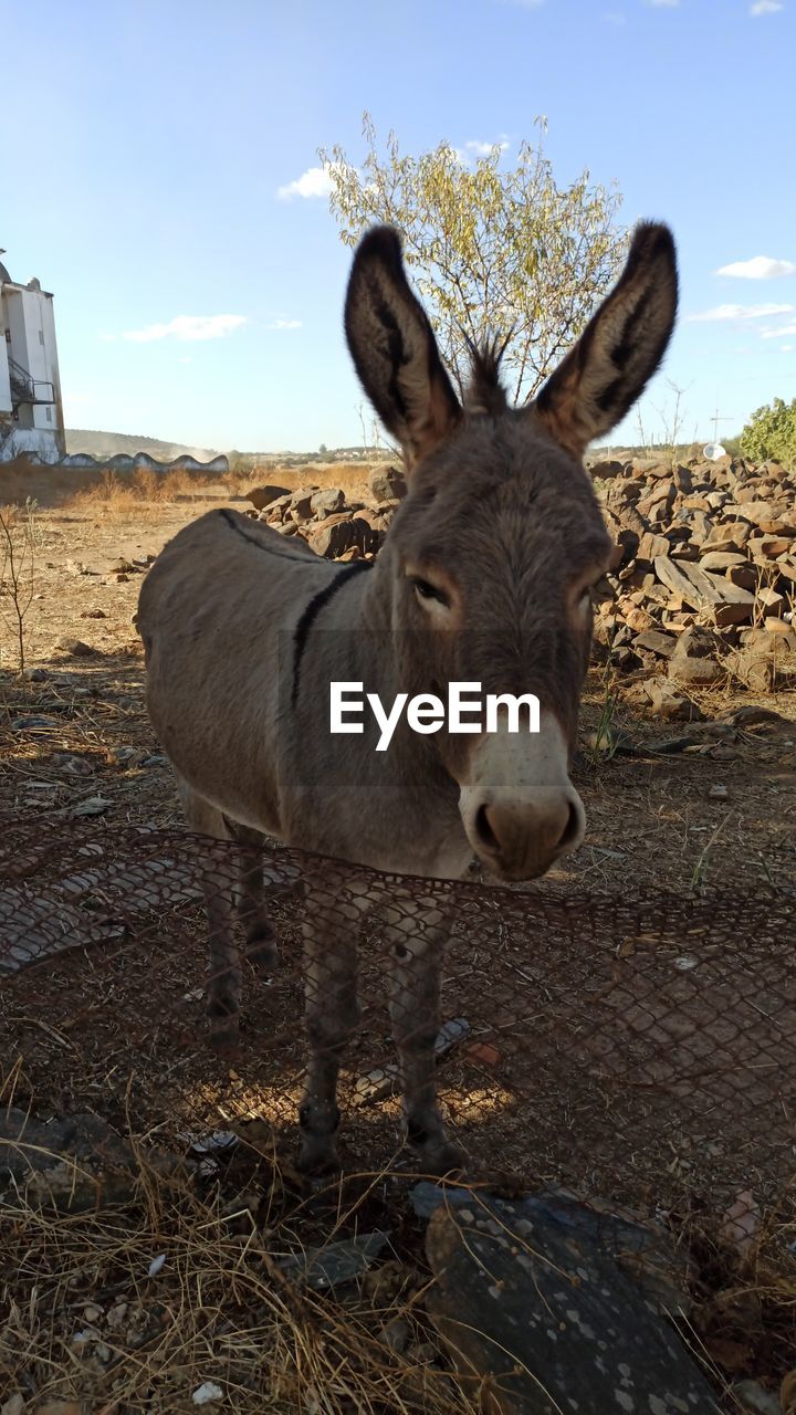 Esel, donkey