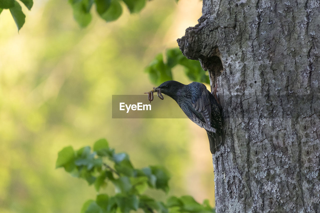 CLOSE-UP OF SPARROW PERCHING ON TREE TRUNK