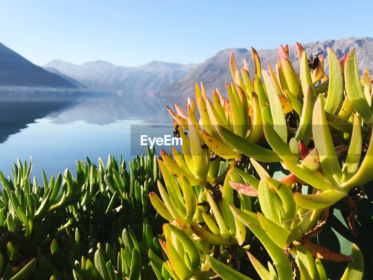 Close-up of plants growing by lake against sky