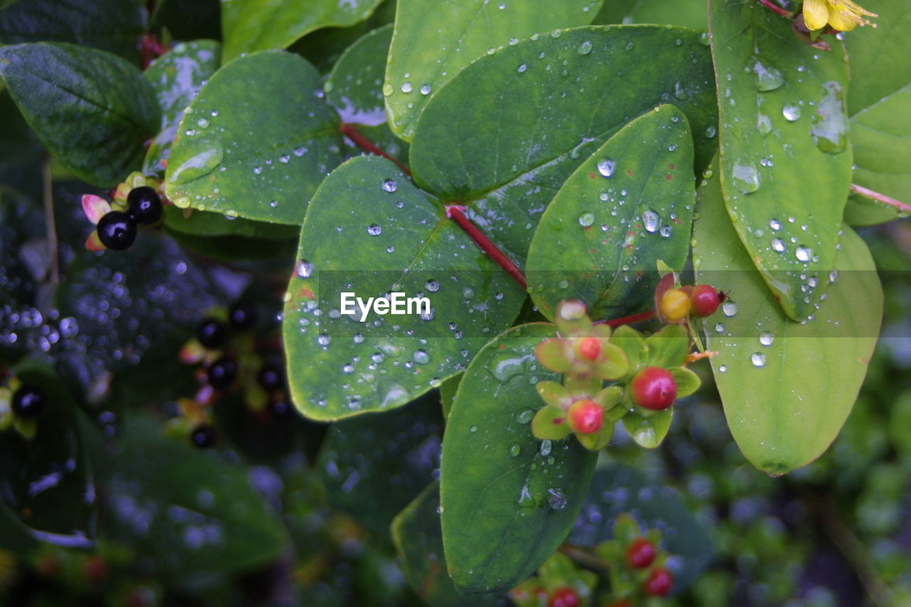 CLOSE-UP OF WET PLANT WITH WATER DROPS