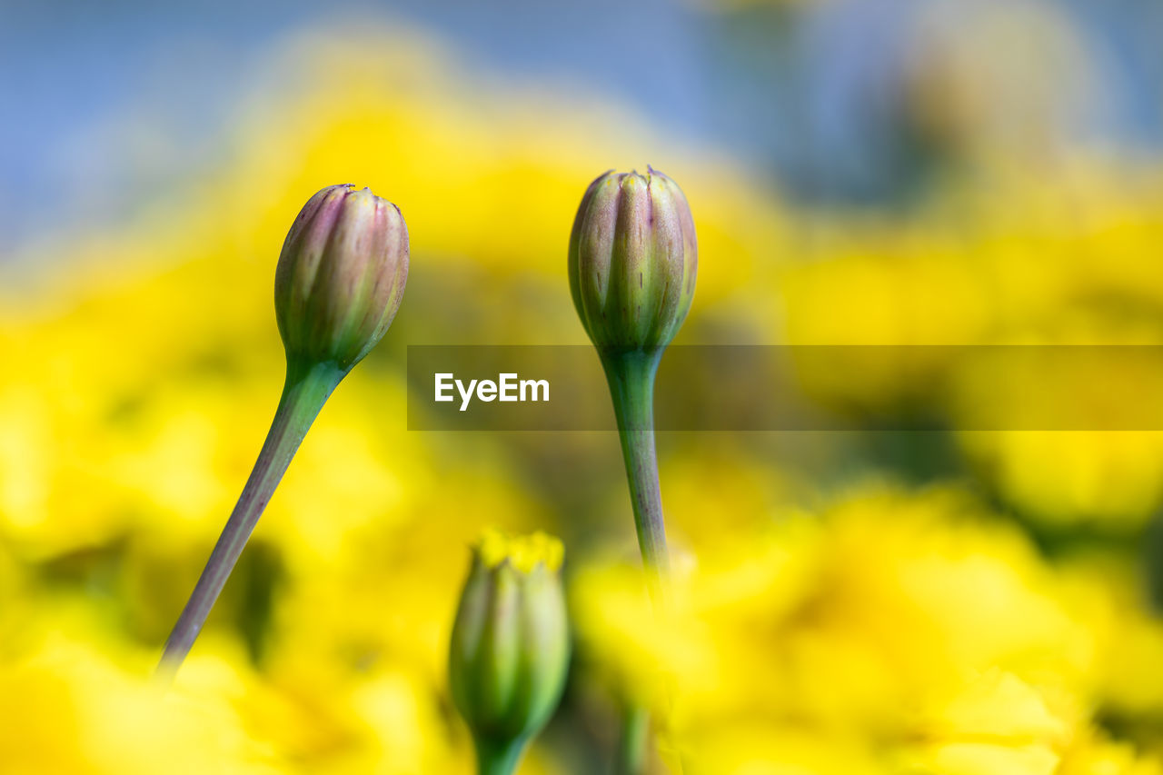 Close-up of yellow flowering plant