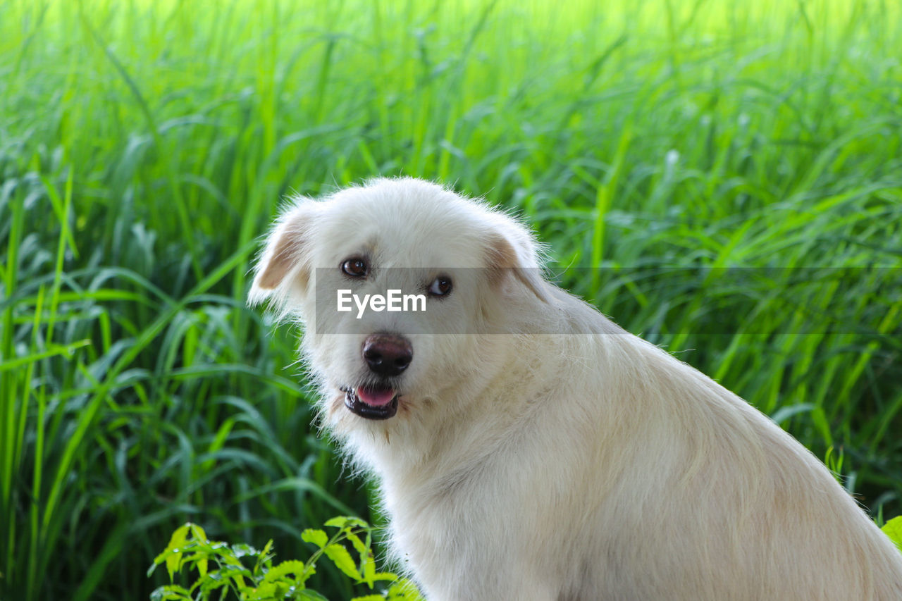PORTRAIT OF DOG